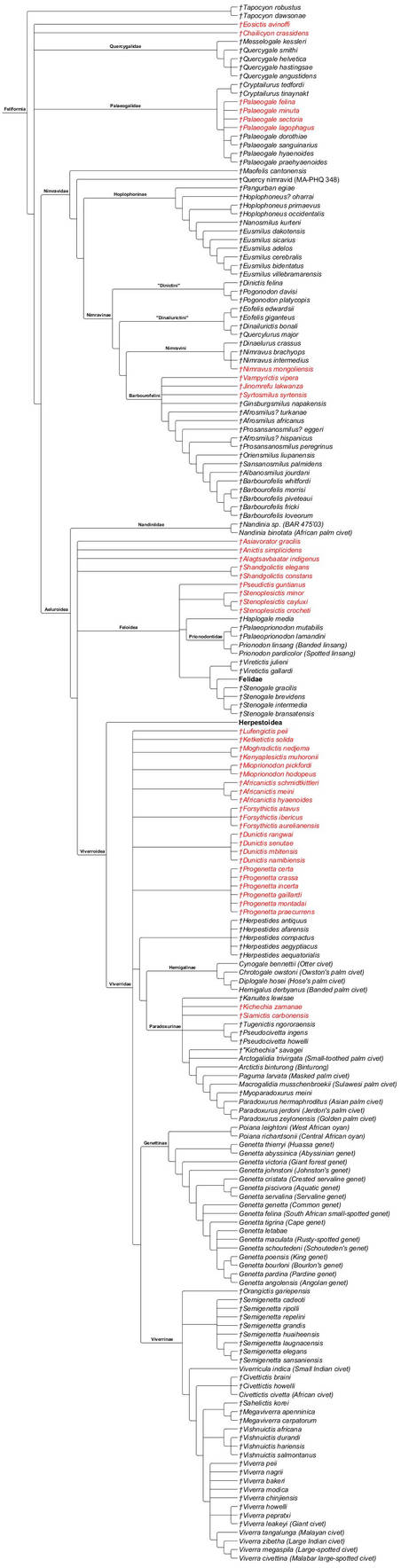 Feliform Tree Feliformia Cladogram by PaleoNerd1905 on DeviantArt