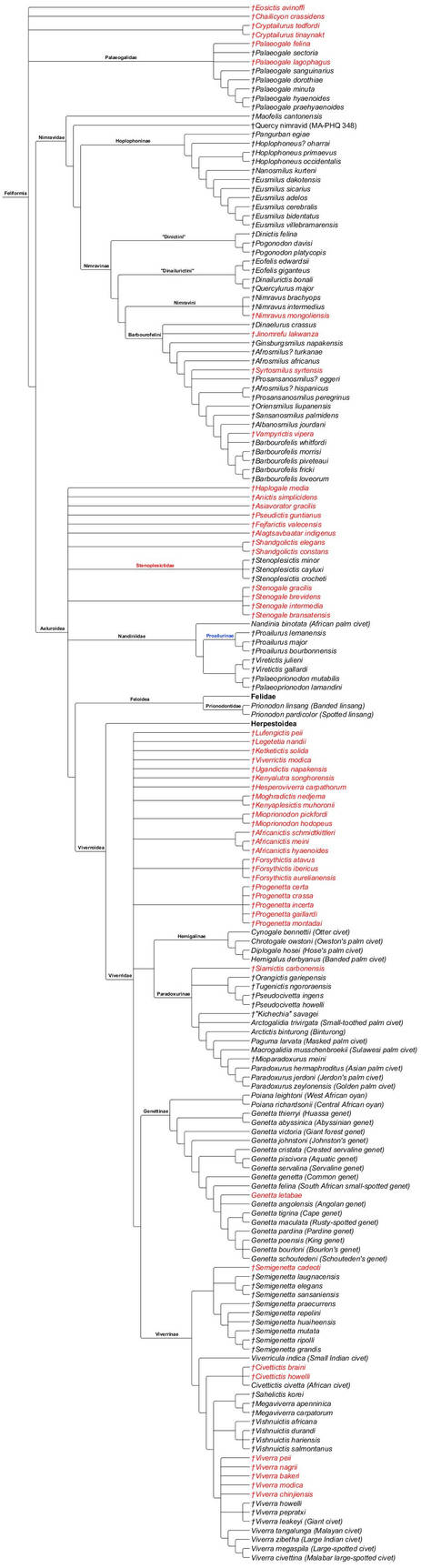 Feliform Tree Feliformia Cladogram by PaleoNerd1905 on DeviantArt