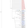 Ornithothoraces Cladogram