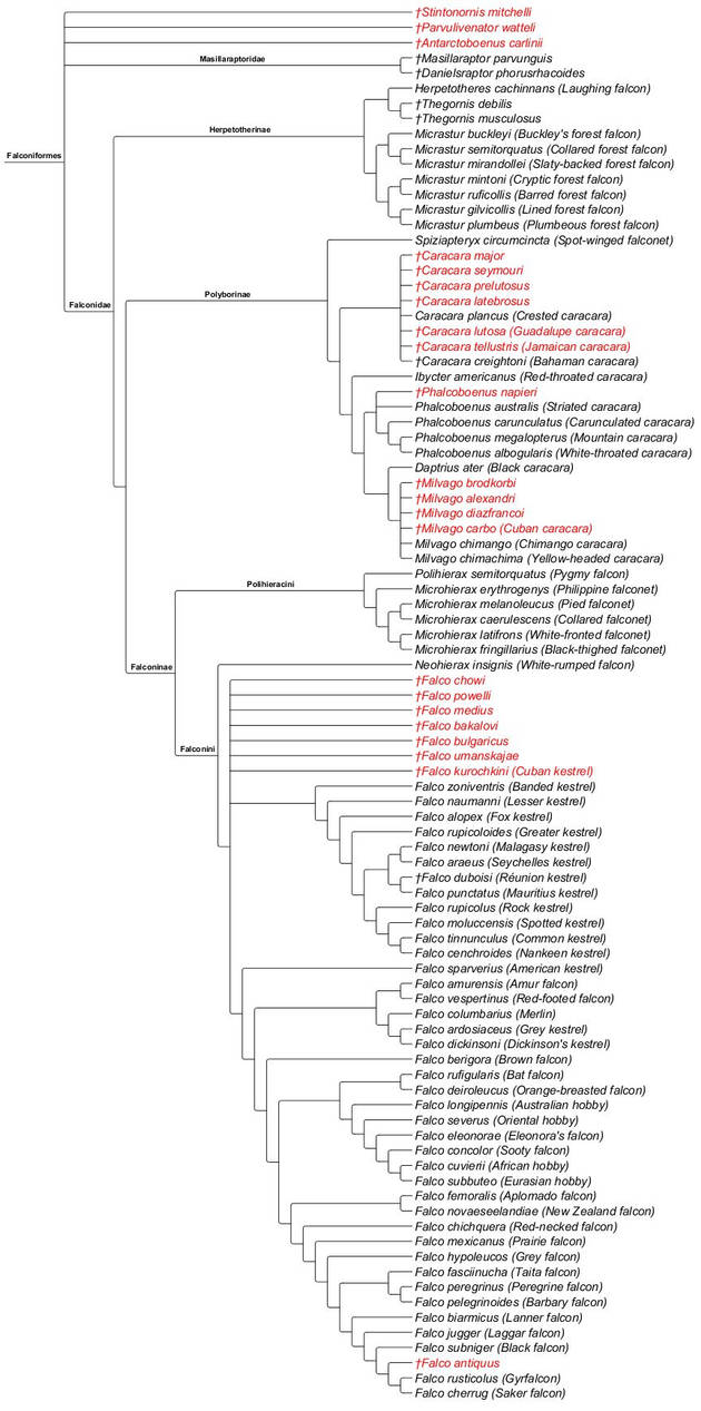 Falcon Chart Falconiformes Cladogram by PaleoNerd1905 on DeviantArt