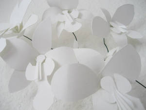 White Orchids II