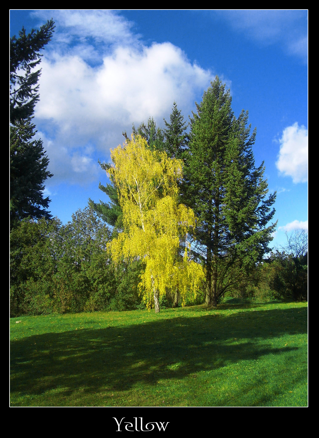 Yellow tree