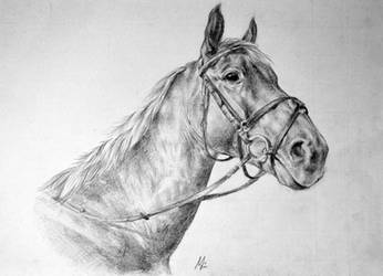 Fleur portrait (horse #04)