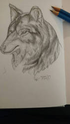 Wolf Traditional Practice