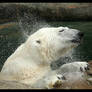 polar bear_8865