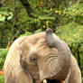 Elephant_1444