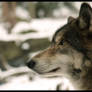 Wolf_5239