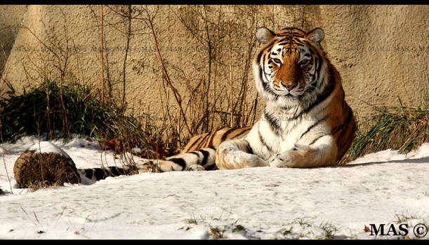 Amur Tiger_7561v