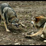 Mexican Wolves_2415