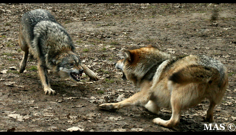 Mexican Wolves_2415