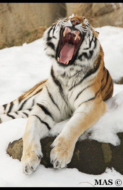 Amur Tiger_3004