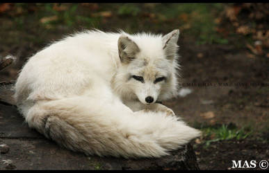 Snow Fox_0997