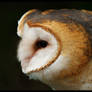 Barn Owl_8742