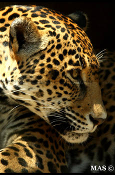 Jaguar_0227