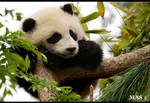 Baby Panda_8508 by MASOCHO