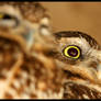 Burrowing Owl_1593