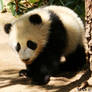 Baby Panda_9338