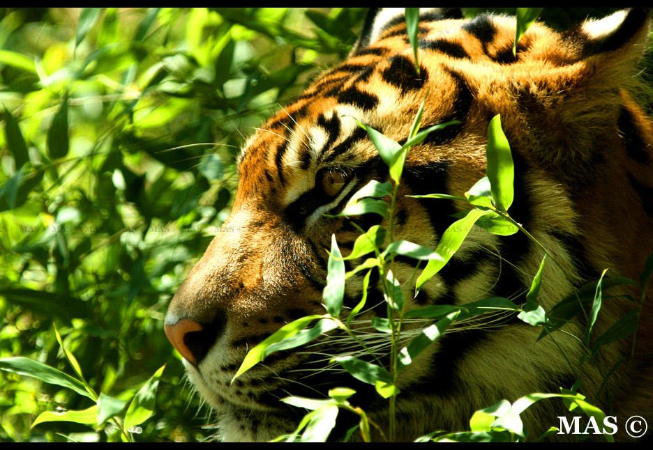 Sumatran Tiger_0298