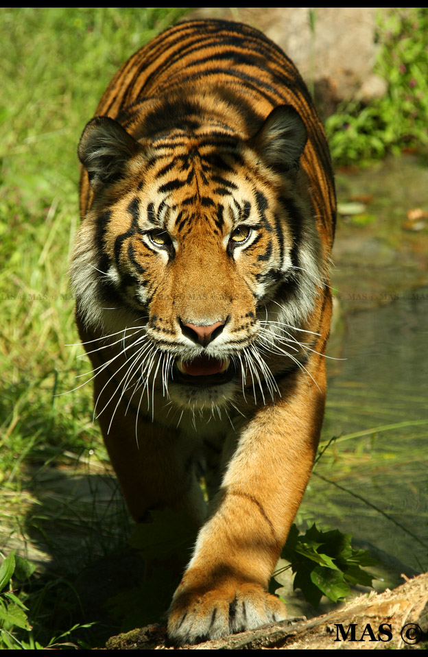 Sumatran Tiger_1928