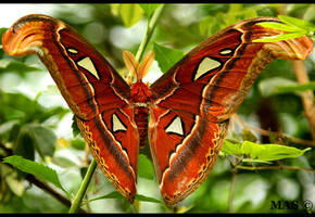 Atlas moth_1455