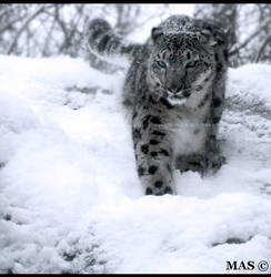 Snow Leopard_2174