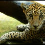 Jaguar Cub_2816