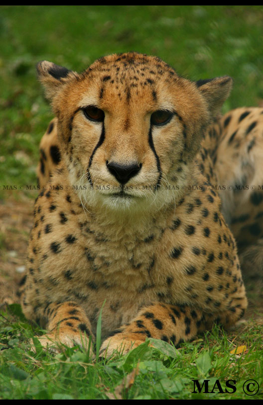 Cheetah 0855