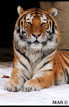 Amur Tiger_3571