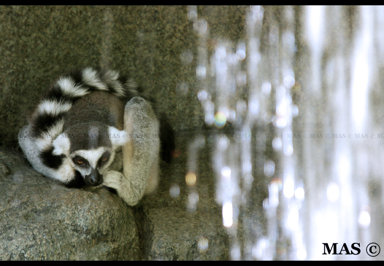 Lemur_6935