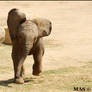 Baby African Elephant_1310