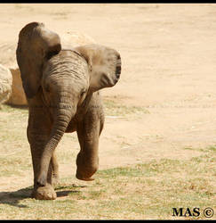 Baby African Elephant_1310