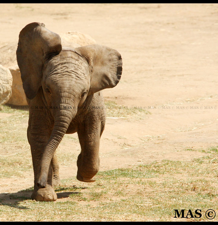 Baby African Elephant_1310