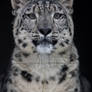 Snow Leopard_1909