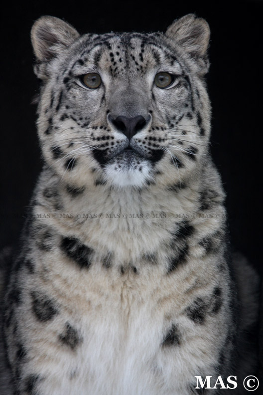 Snow Leopard_1909