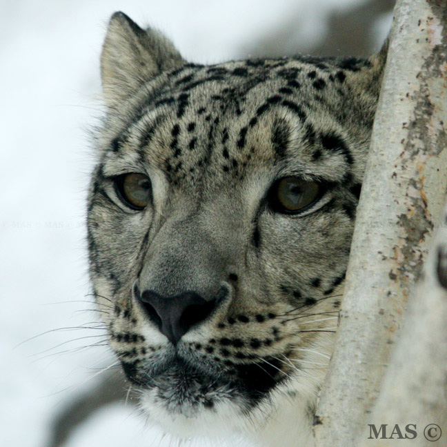 Snow Leopard