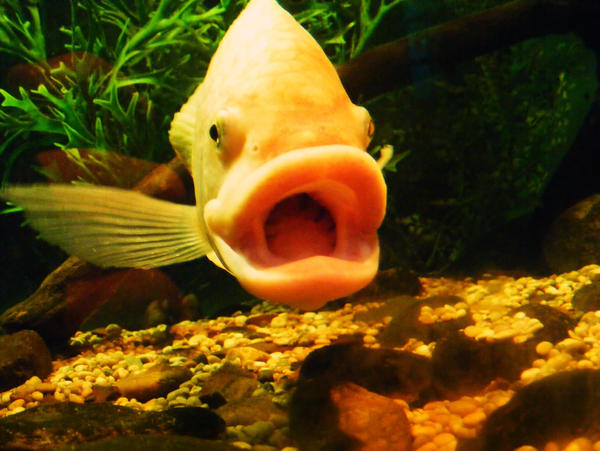 The happyest fish alive.