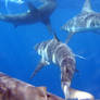 Galapagos Sharks