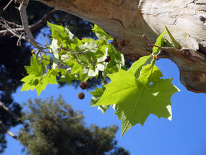 A green leaf