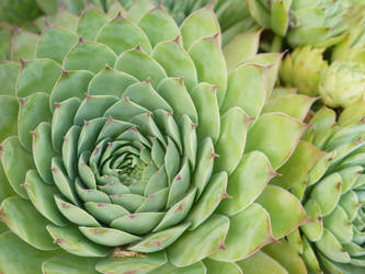 Succulent