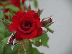 Red rose