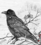 Midwinter Raven by PhilipHarvey