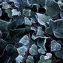 Hoarfrost Ivy Leaves