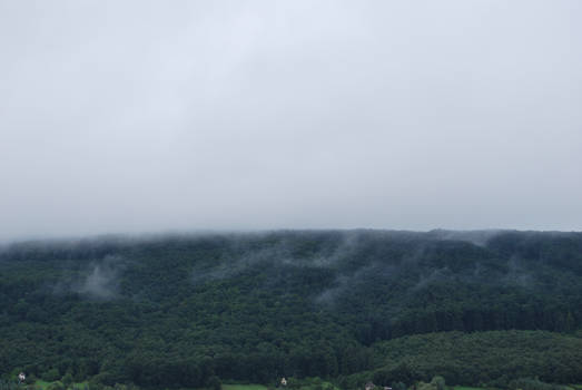 Breathing Forest