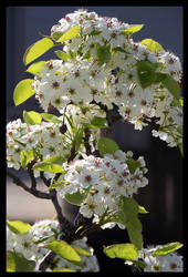 White flowers 01