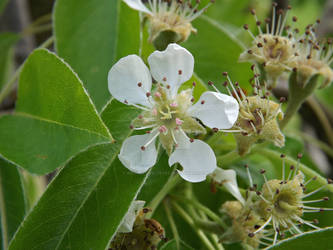 Small White