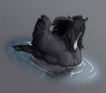 Swan by HocusPlotus