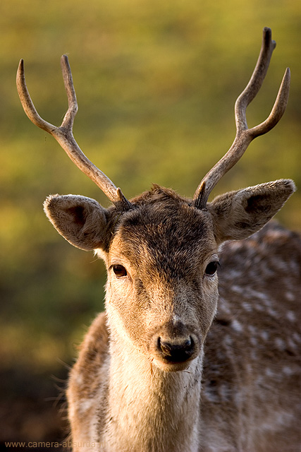 young buck portrait