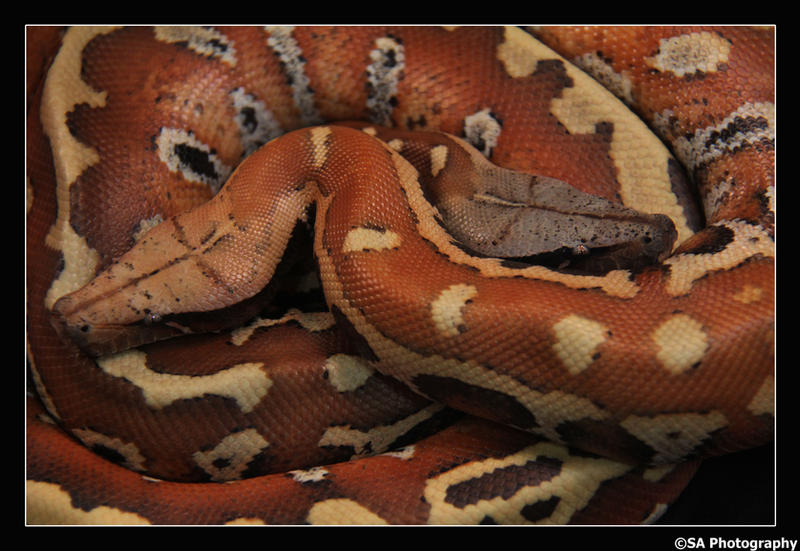 Blood Python Tail Patterns Blood Pythons by Jessiekins on DeviantArt
