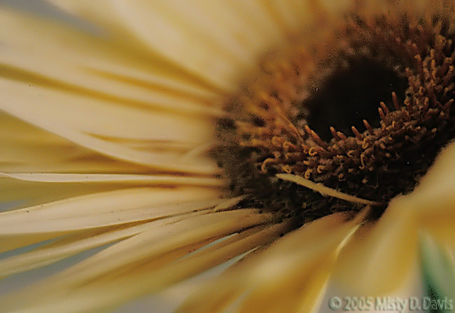 Simply Gerbera