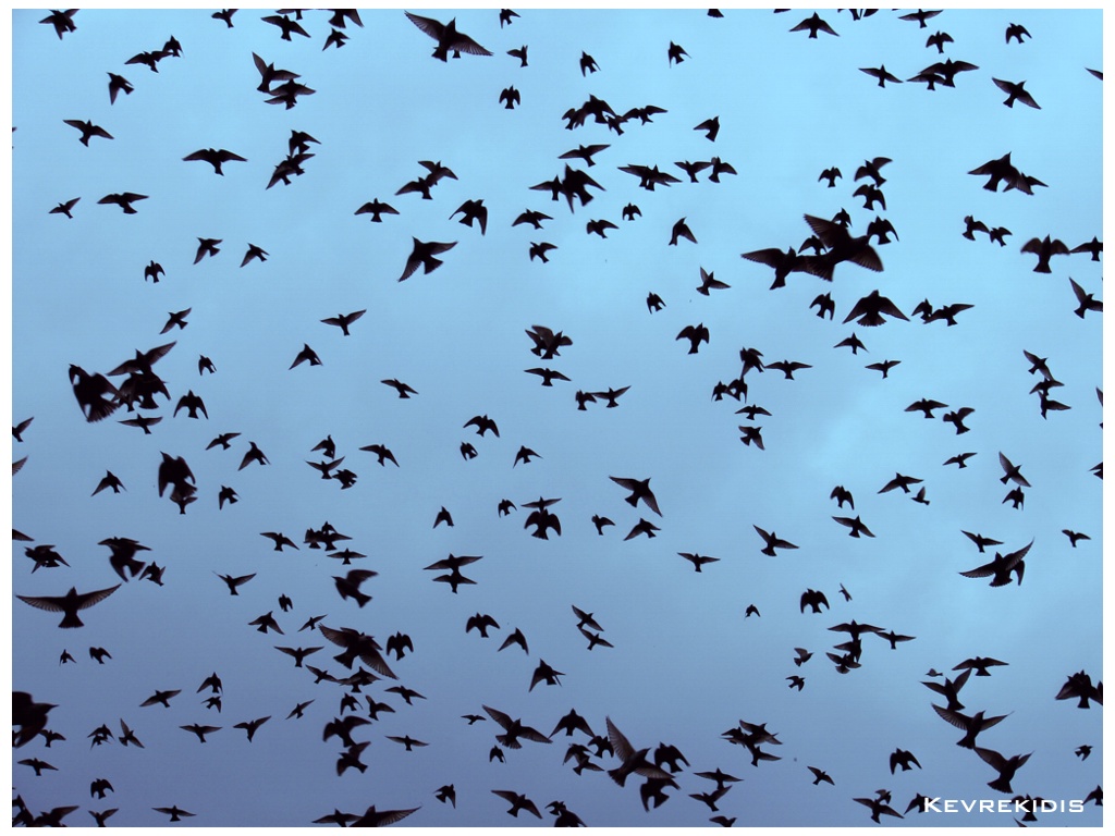 Flock of Birds